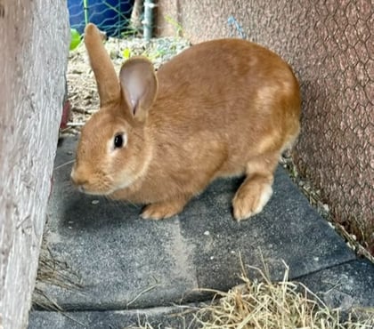 Don St Restitut Drôme - Photos Vivastreet Lapin SAMBA à l adoption
