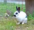 Lapin SMURF à l adoption