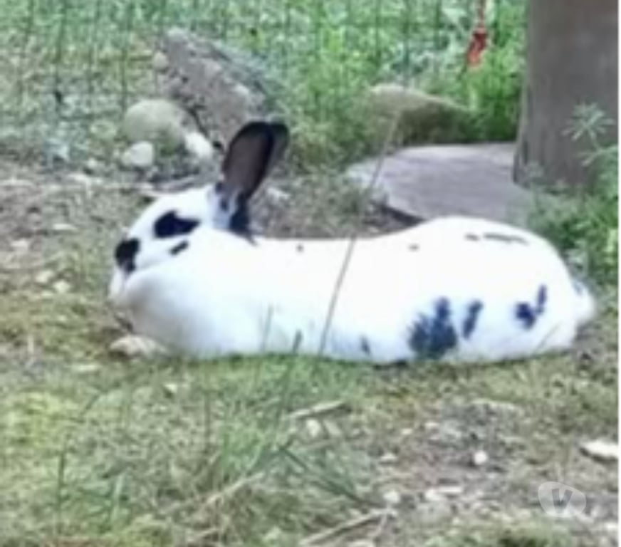 Don animaux Drôme St Restitut - 26130 - Photos Vivastreet Lapin SMURF à l adoption