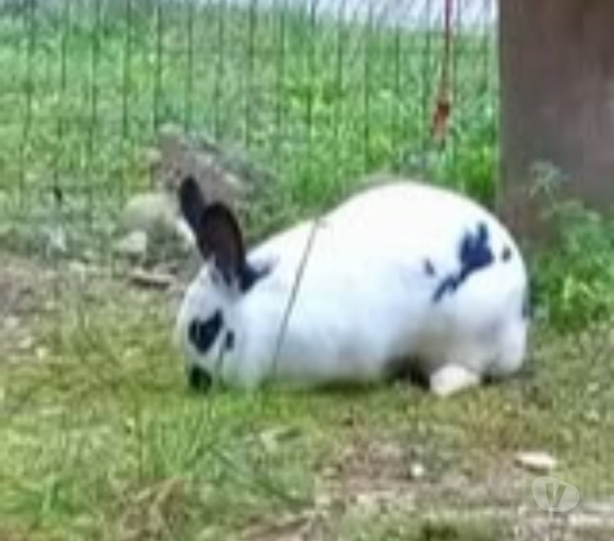 Don animaux Drôme St Restitut - 26130 - Photos Vivastreet Lapin SMURF à l adoption