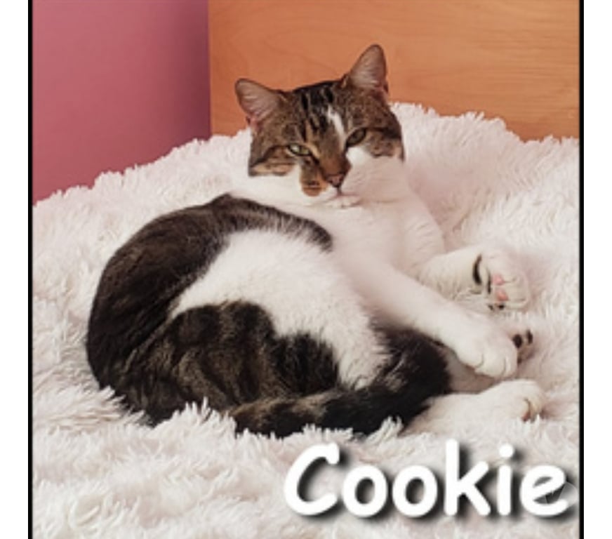 Don animaux Rhône Lyon - Photos Vivastreet COOKIE, chat attachant