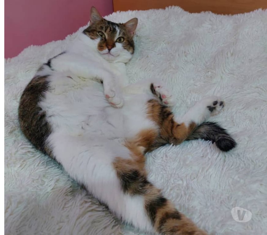 Don animaux Rhône Lyon - Photos Vivastreet COOKIE, chat attachant