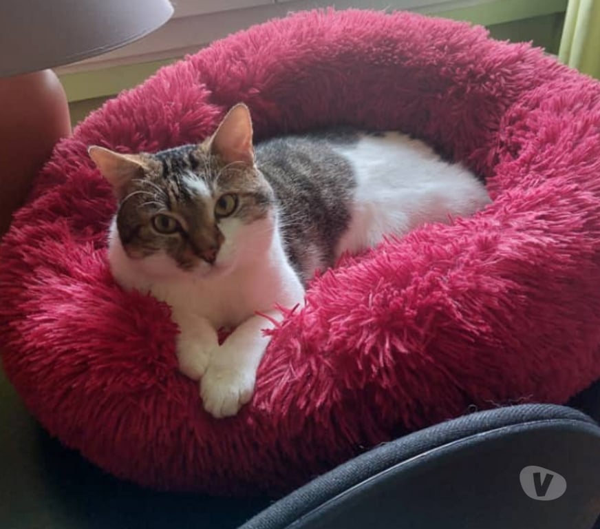 Don animaux Rhône Lyon - Photos Vivastreet COOKIE, chat attachant