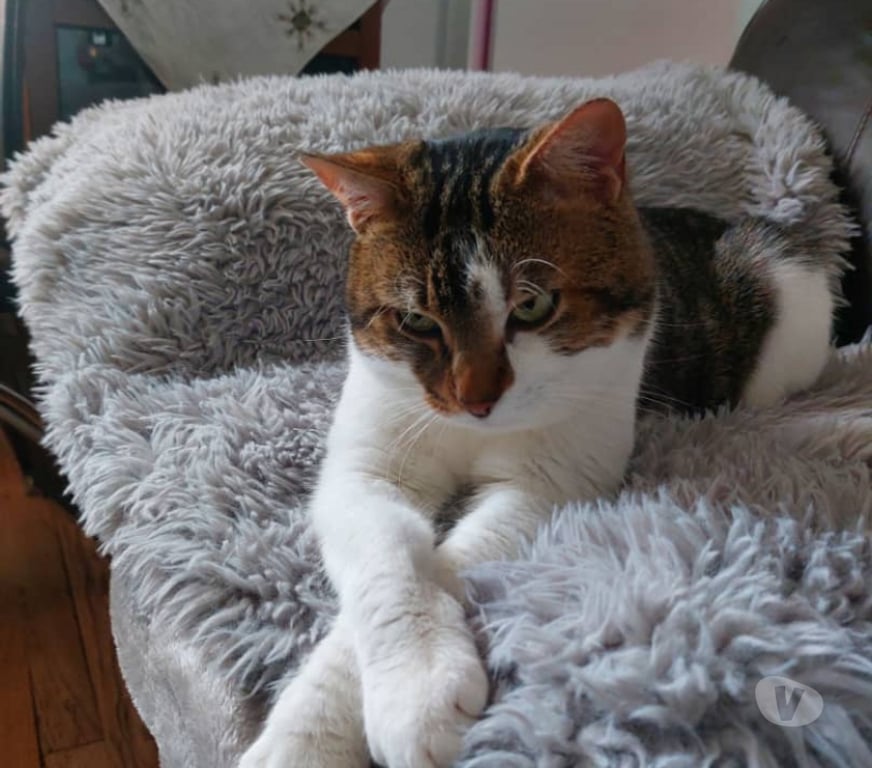 Don animaux Rhône Lyon - Photos Vivastreet COOKIE, chat attachant