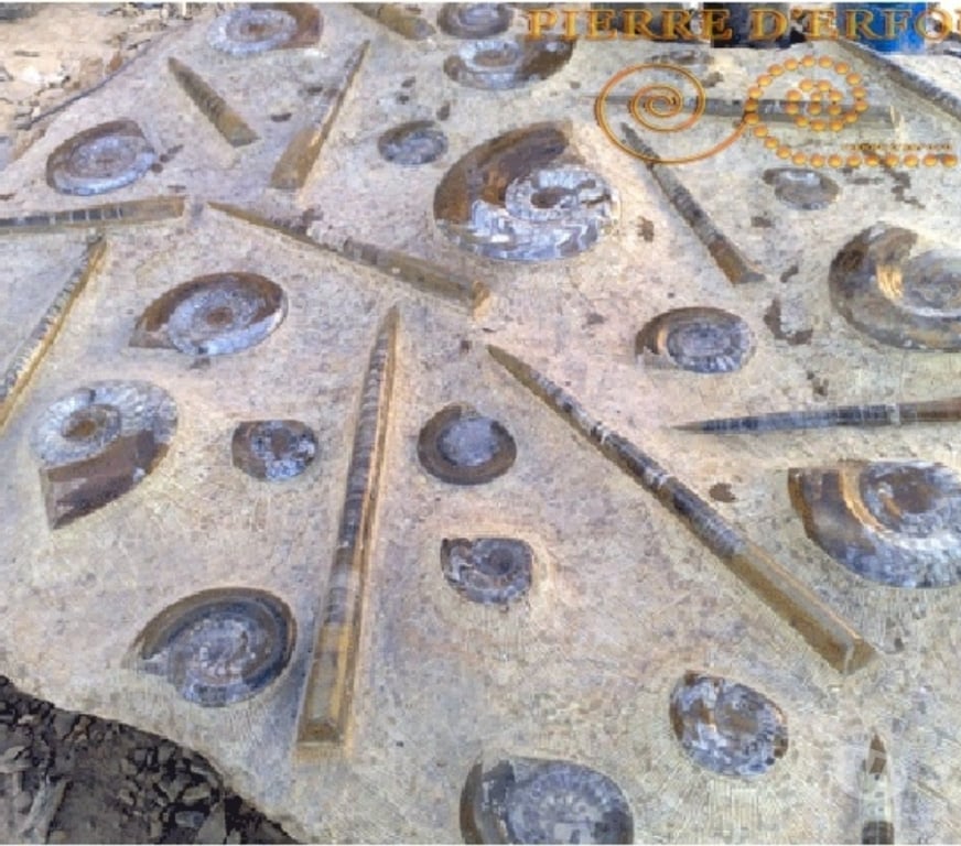 Décoration - art Var Toulon - Photos Vivastreet Plaque Murale de Fossile Ammonite en Marbre Fossilisé