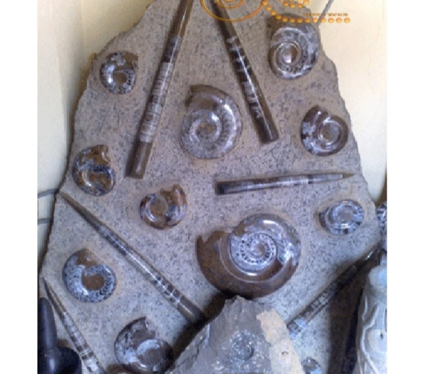 Décoration - art Var Toulon - Photos Vivastreet Plaque Murale de Fossile Ammonite en Marbre Fossilisé