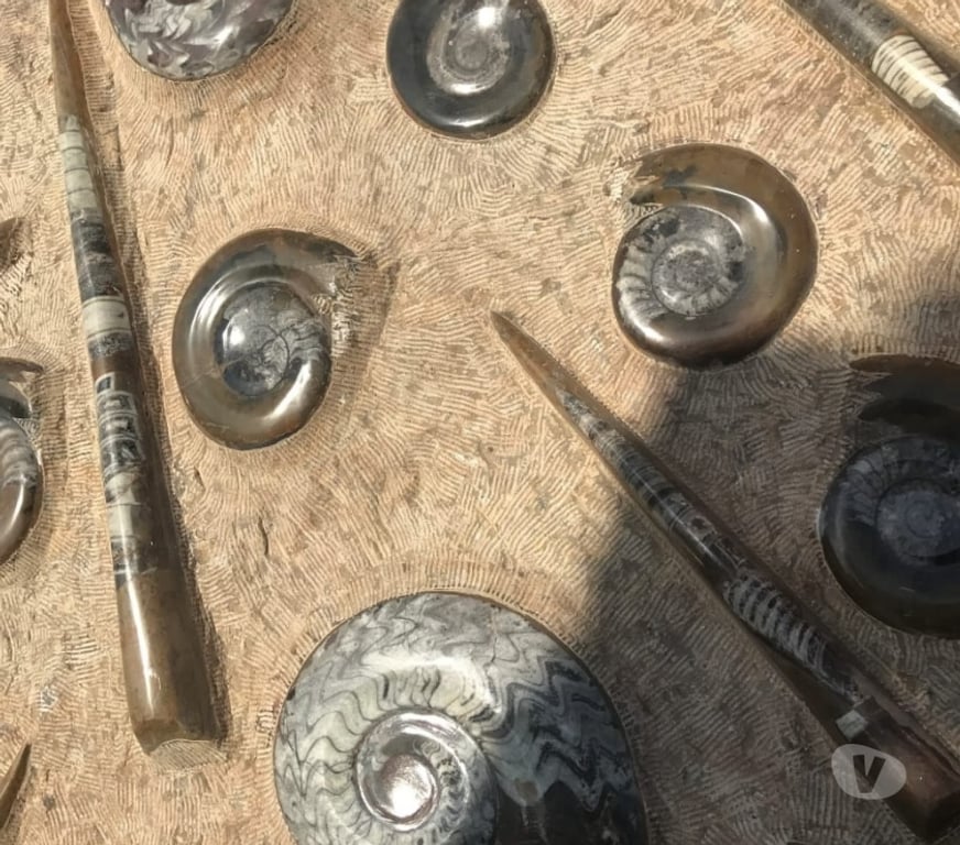 Décoration - art Var Toulon - Photos Vivastreet Plaque Murale de Fossile Ammonite en Marbre Fossilisé