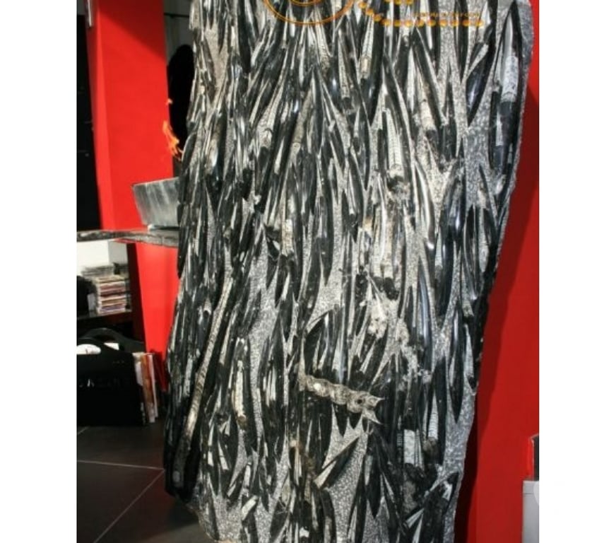 Décoration - art Var Toulon - Photos Vivastreet Plaque Murale De Fossile D'Orthoceras