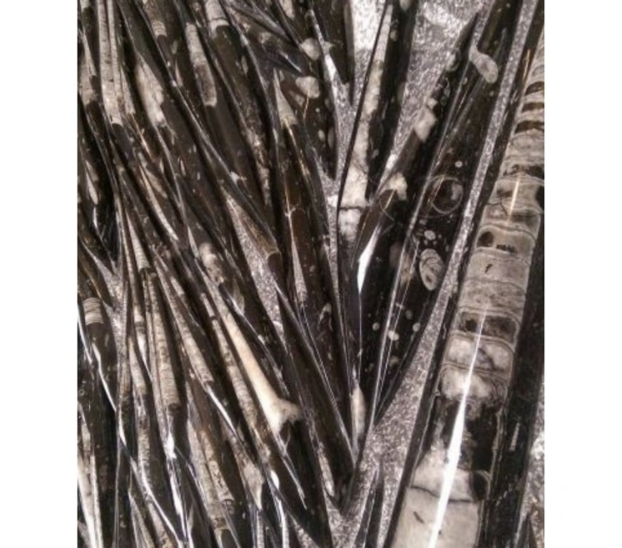 Décoration - art Var Toulon - Photos Vivastreet Plaque Murale De Fossile D'Orthoceras