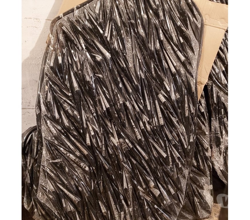 Décoration - art Var Toulon - Photos Vivastreet Plaque Murale De Fossile D'Orthoceras