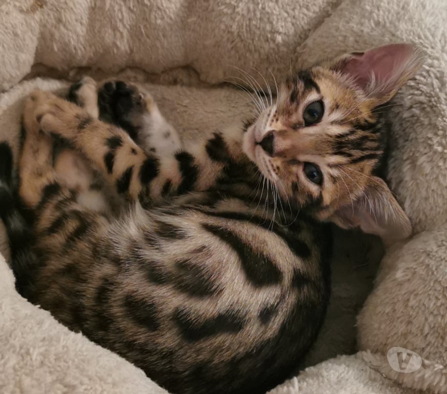 Vente Côte-d'Or St Apollinaire - 21850 - Photos Vivastreet Magnifiques bébés Bengal LOOF