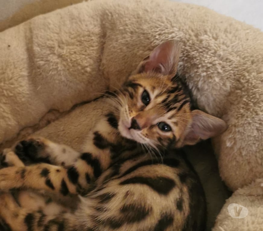 Vente Côte-d'Or St Apollinaire - 21850 - Photos Vivastreet Magnifiques bébés Bengal LOOF