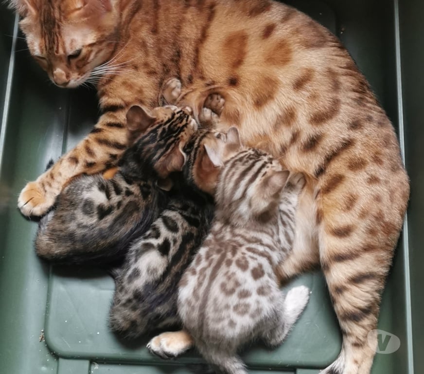 Vente Hautes-Alpes St Apollinaire - 05160 - Photos Vivastreet Magnifiques bébés Bengal LOOF