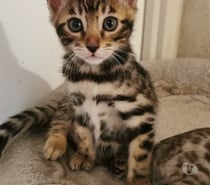 Magnifiques bébés Bengal LOOF
