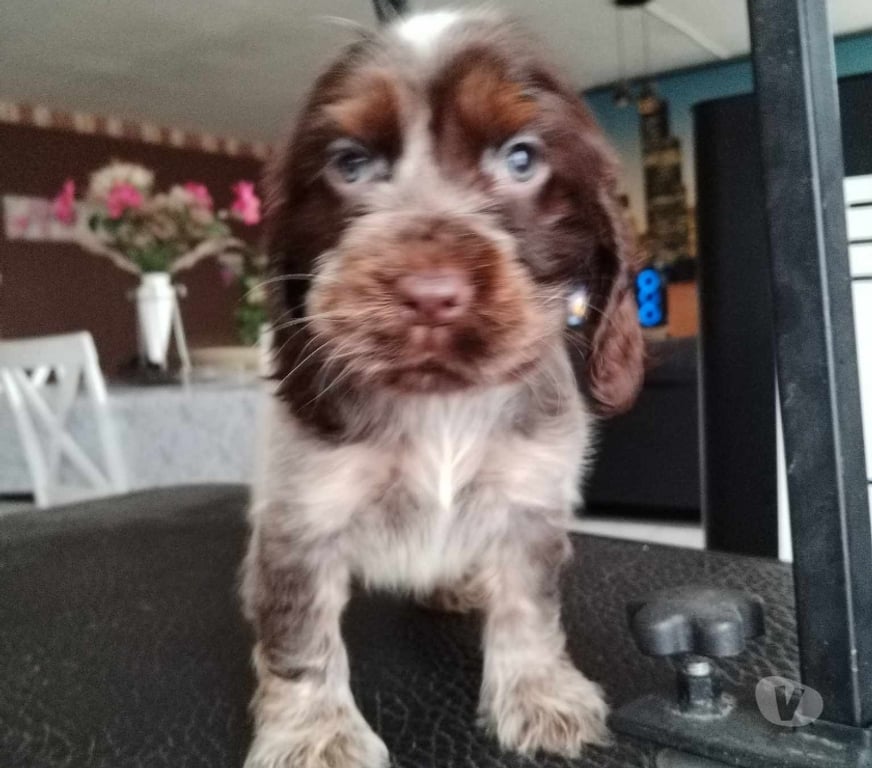 Vente Nord Lille - Photos Vivastreet COCKER ANGLAIS SPANIEL