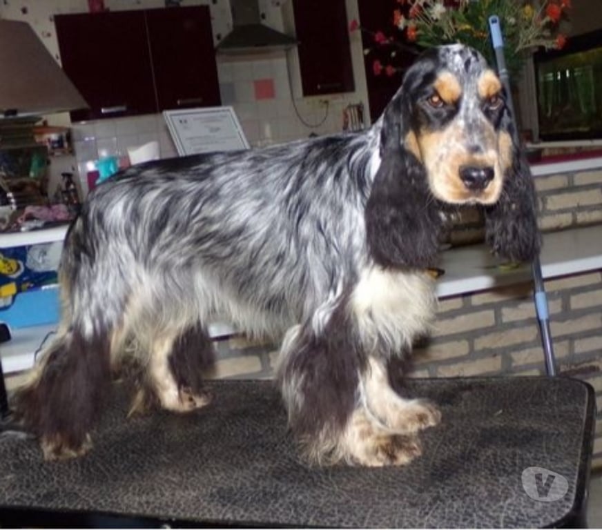 Vente Nord Lille - Photos Vivastreet COCKER ANGLAIS SPANIEL