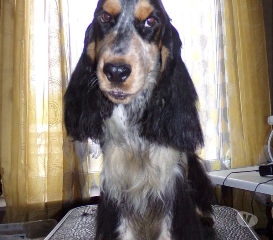 Vente Nord Lille - Photos Vivastreet COCKER ANGLAIS SPANIEL