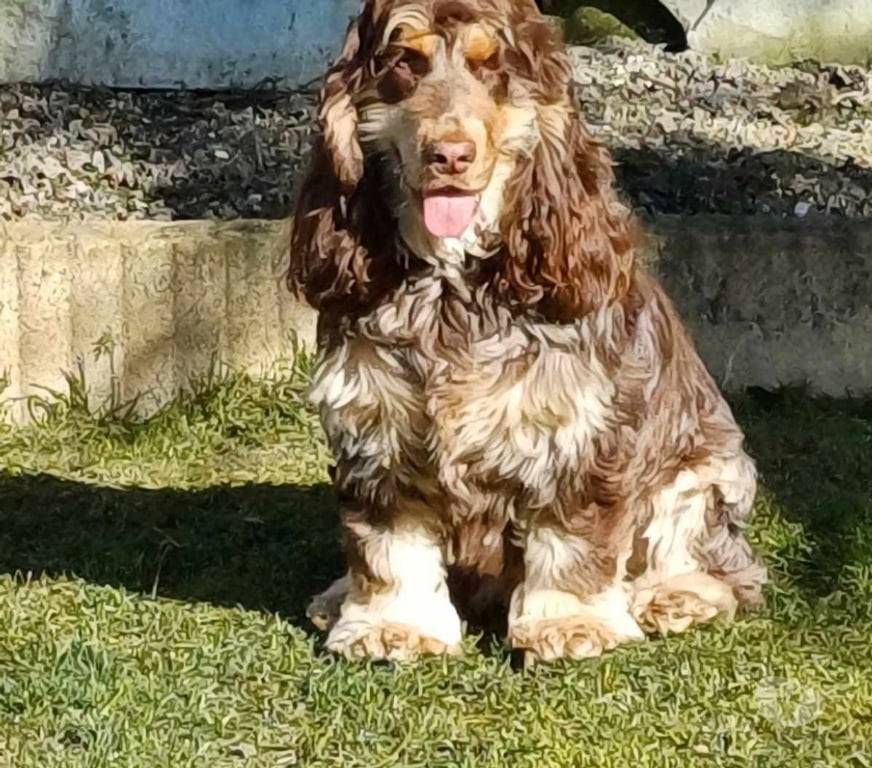 Vente Nord Lille - Photos Vivastreet COCKER ANGLAIS SPANIEL