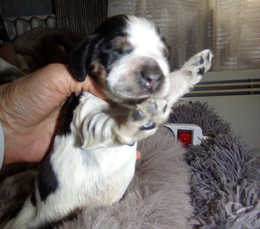 Vente Nord Lille - Photos Vivastreet COCKER ANGLAIS SPANIEL