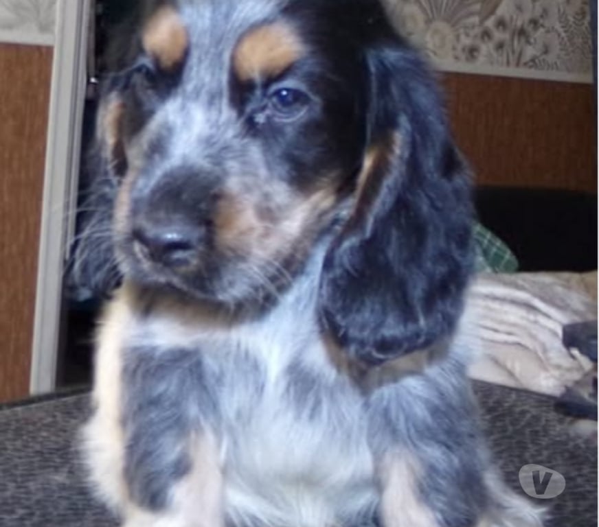 Vente Nord Lille - Photos Vivastreet COCKER ANGLAIS SPANIEL