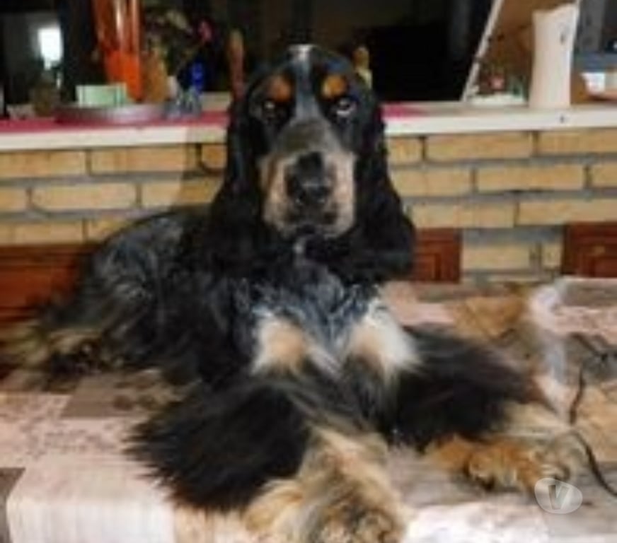 Vente Nord Lille - Photos Vivastreet COCKER ANGLAIS SPANIEL