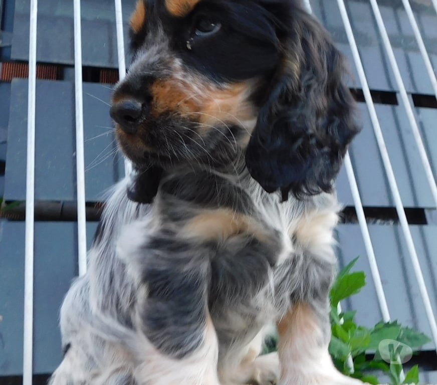 Vente Nord Lille - Photos Vivastreet COCKER ANGLAIS SPANIEL