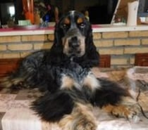 Photos Vivastreet COCKER ANGLAIS SPANIEL