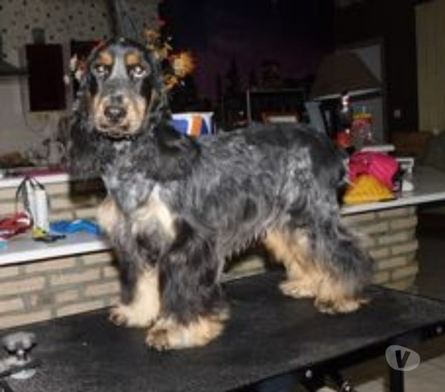 Vente Pas-de-Calais Arras - 62000 - Photos Vivastreet COCKER ANGLAIS SPANIEL