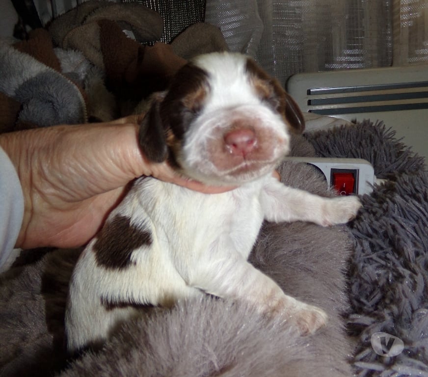 Vente Pas-de-Calais Arras - 62000 - Photos Vivastreet COCKER ANGLAIS SPANIEL