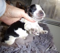 COCKER ANGLAIS SPANIEL