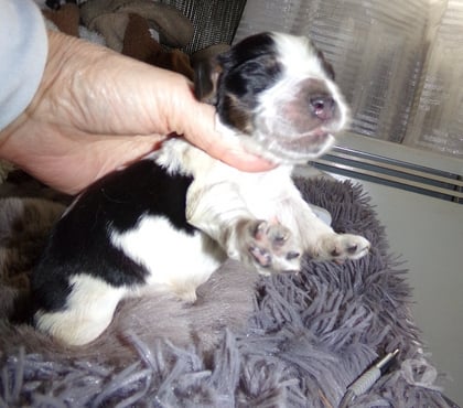 Vente animaux Arras Pas-de-Calais - Photos Vivastreet COCKER ANGLAIS SPANIEL