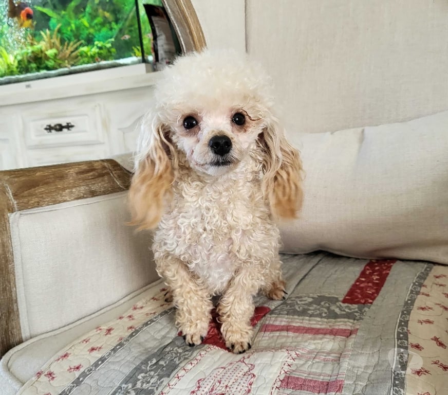 Vente Vienne Luchapt - 86430 - Photos Vivastreet Mâle caniche tini toy champagne