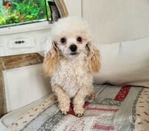 Mâle caniche tini toy champagne