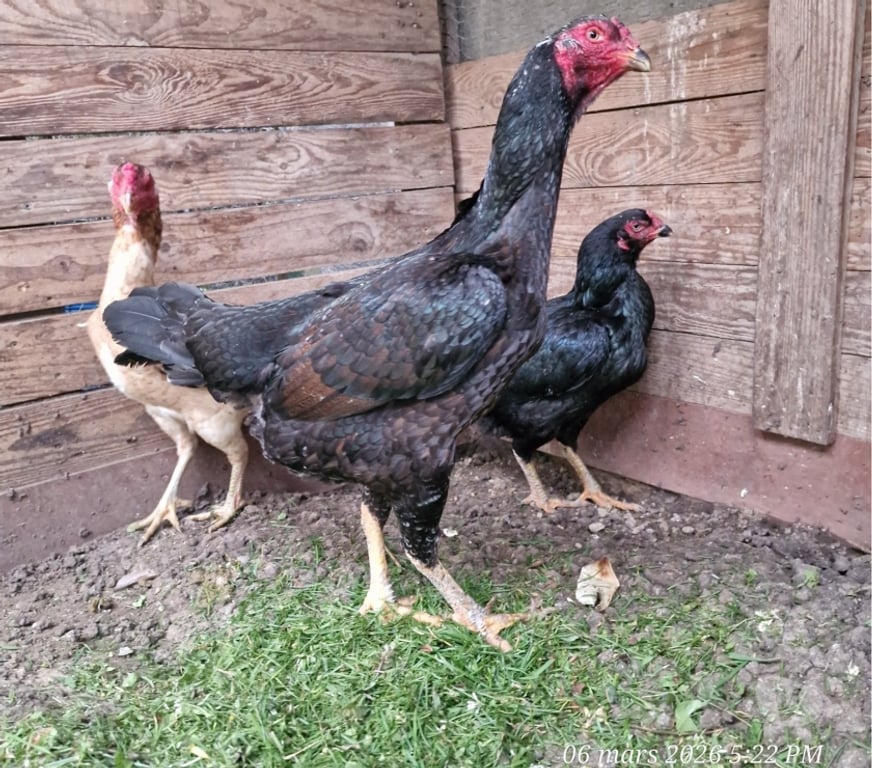 Vente Gironde Belin Beliet - 33830 - Photos Vivastreet GRANDES POULES REPRO