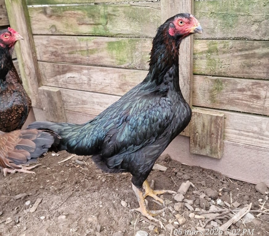 Vente Gironde Belin Beliet - 33830 - Photos Vivastreet GRANDES POULES REPRO