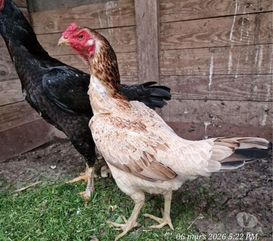 Vente Gironde Belin Beliet - 33830 - Photos Vivastreet GRANDES POULES REPRO