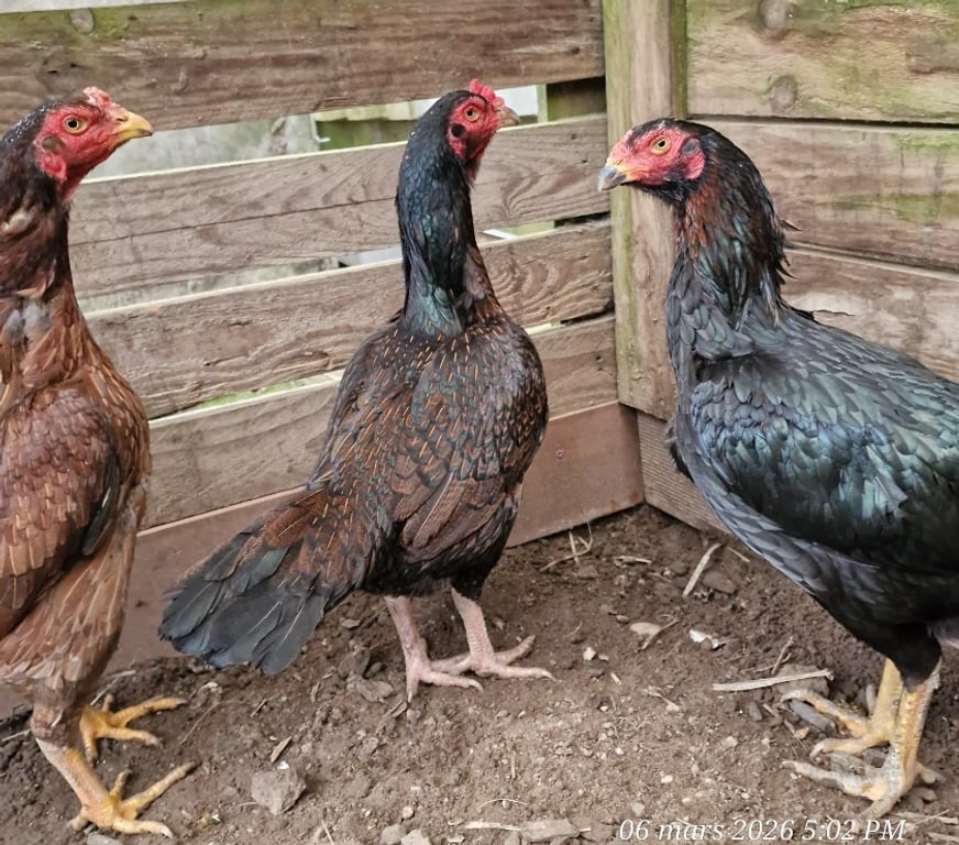 Vente Gironde Belin Beliet - 33830 - Photos Vivastreet GRANDES POULES REPRO