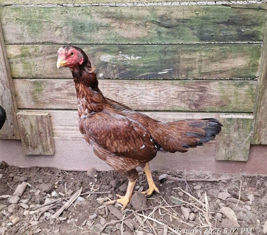 Vente Gironde Belin Beliet - 33830 - Photos Vivastreet GRANDES POULES REPRO