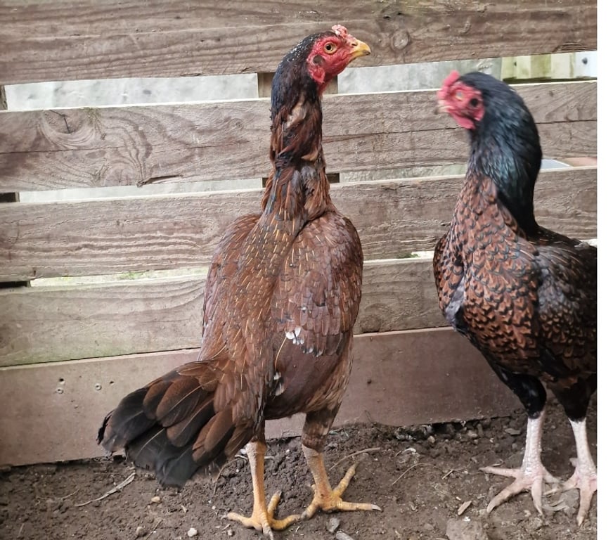 Vente Gironde Belin Beliet - 33830 - Photos Vivastreet GRANDES POULES REPRO