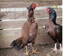 GRANDES POULES REPRO