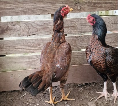 Vente animaux Belin Beliet Gironde - Photos Vivastreet GRANDES POULES REPRO