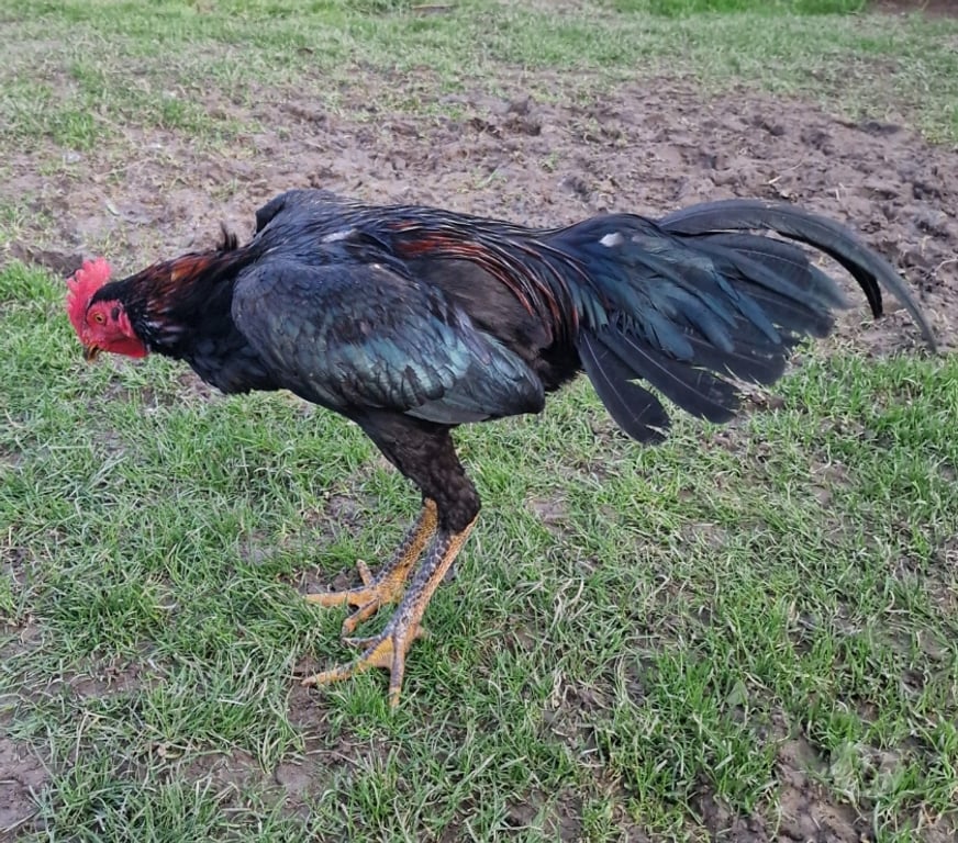 Vente Gironde Belin Beliet - 33830 - Photos Vivastreet JEUNE COQS A VENDRE