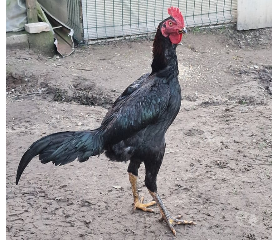 Vente Gironde Belin Beliet - 33830 - Photos Vivastreet JEUNE COQS A VENDRE