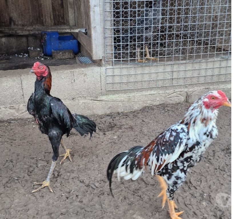 Vente Gironde Belin Beliet - 33830 - Photos Vivastreet JEUNE COQS A VENDRE