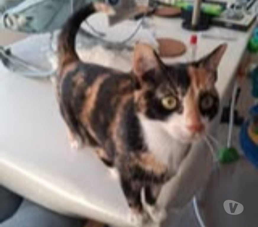 Don animaux Ardèche Annonay - 07100 - Photos Vivastreet Chat BRISTOL à l adoption