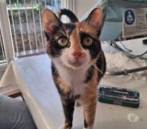 Photos Vivastreet Chat BRISTOL à l adoption