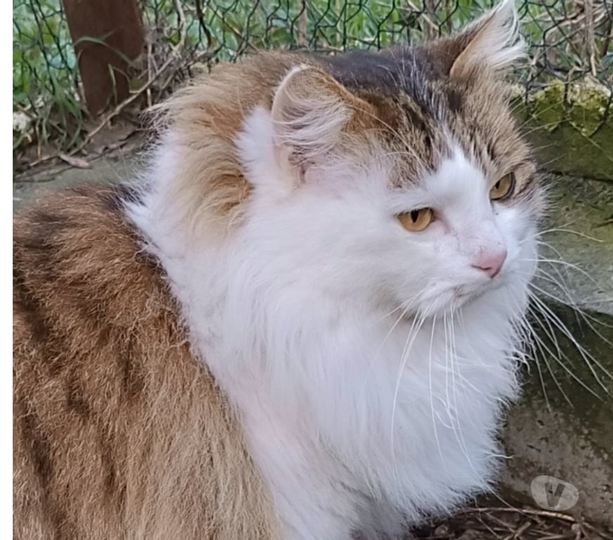 Don animaux Drôme St Barthelemy de Vals - 26240 - Photos Vivastreet Chat NOURNOURS à l adoption