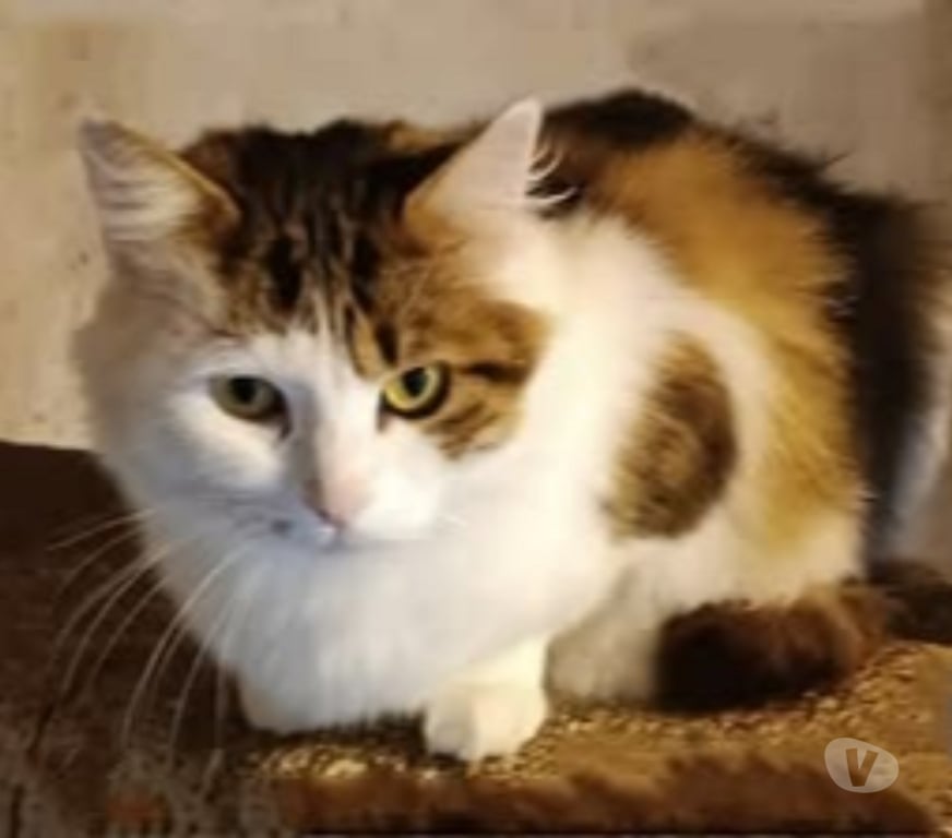 Don animaux Drôme St Barthelemy de Vals - 26240 - Photos Vivastreet Chat NOURNOURS à l adoption