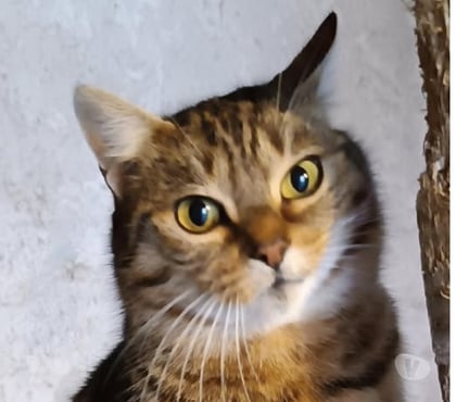 Don animaux St Barthelemy de Vals Drôme - Photos Vivastreet Chat LILI à l adoption