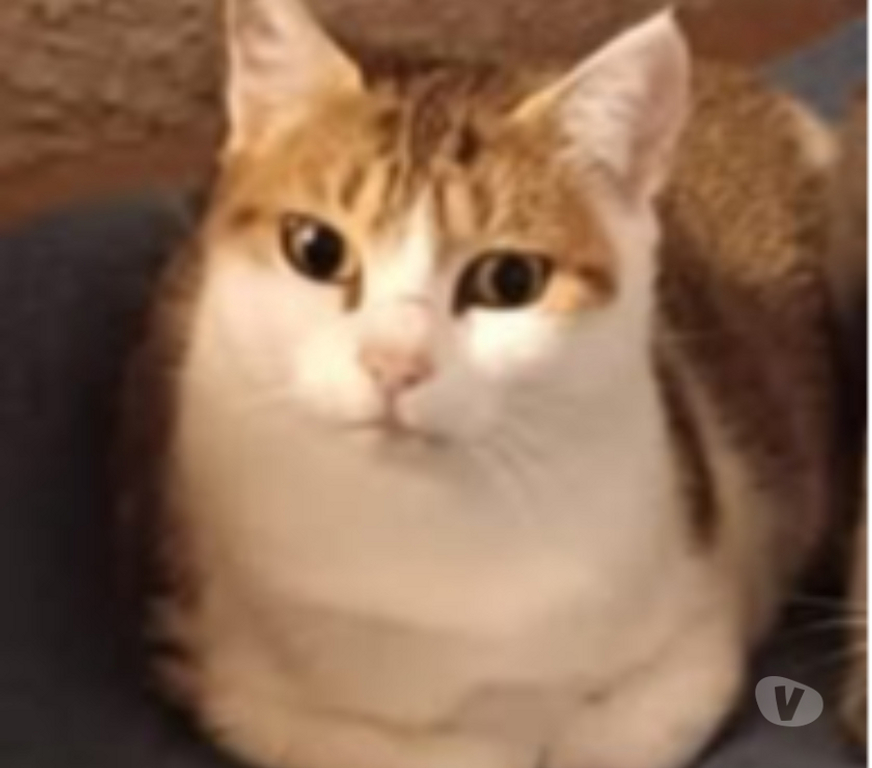 Don animaux Drôme St Barthelemy de Vals - 26240 - Photos Vivastreet Chat MISTY à l adoption